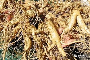 西洋參 長期食用的益處與潛在風(fēng)險