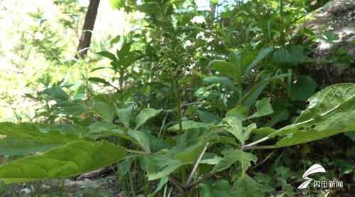 濰坊人參生態(tài)種植蓬勃發(fā)展，產(chǎn)品創(chuàng)新助力中醫(yī)藥產(chǎn)業(yè)升級(jí)